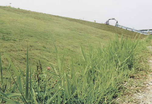 grassy flood control slope